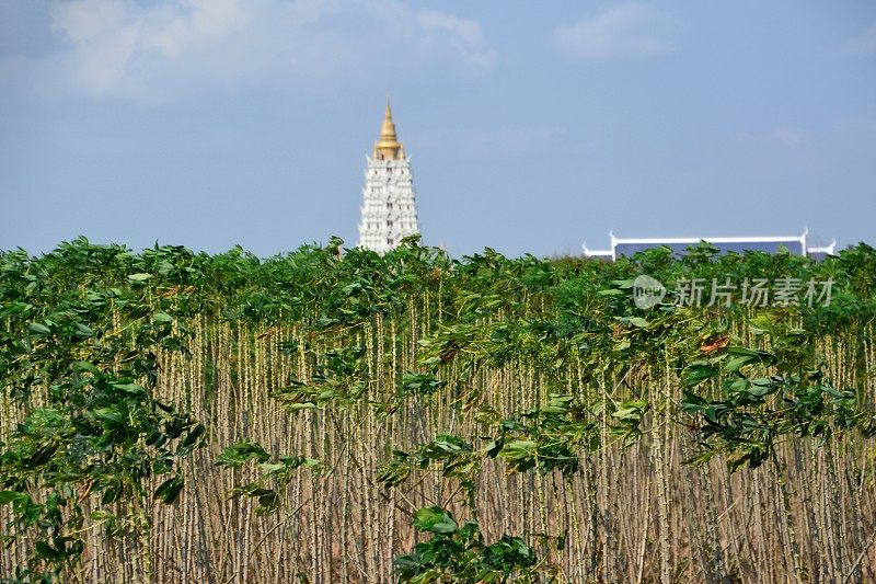 热带植物和Wat Yansangwararam寺庙建筑群，泰国芭堤雅